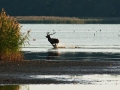 2011-09-29_stawy-milickie_3778_edytowany-1